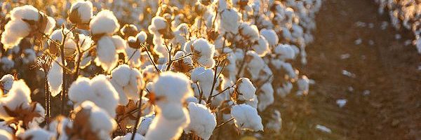 Posco International Textile to build Uzbek cotton textile cluster