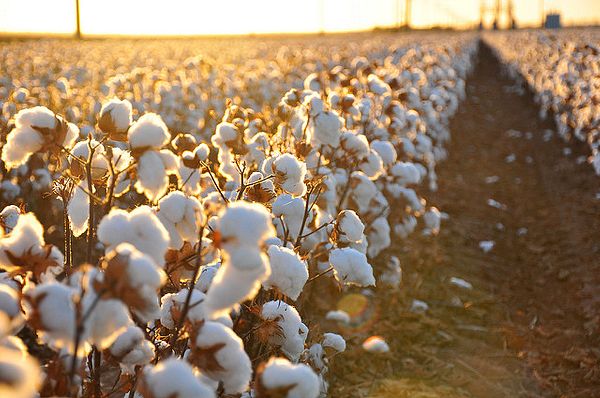 Posco International Textile to build Uzbek cotton textile cluster
