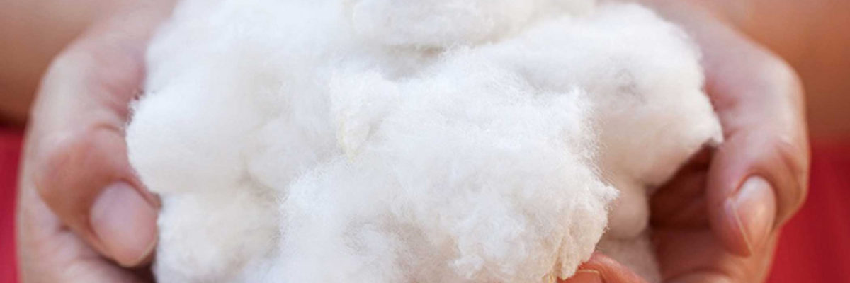 Prospects brighten for cotton import from Uzbekistan