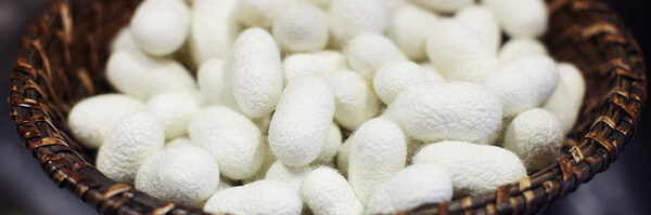 Subsidies for the cultivation of silkworm cocoons to be issued Subsidies for the cultivation of silkworm cocoons to be issued