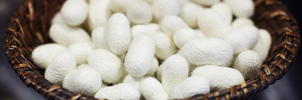 Subsidies for the cultivation of silkworm cocoons to be issued