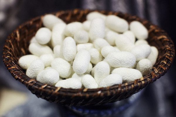 Subsidies for the cultivation of silkworm cocoons to be issued