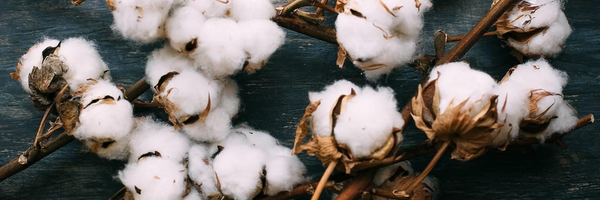 Cotton-textile clusters are being created in Navoi region