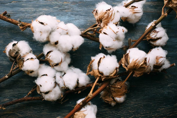 Cotton-textile clusters are being created in Navoi region