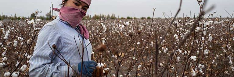 A new ILO findings showed that Uzbekistan has succeeded in eradicating systemic forced labor and systemic child labor during the 2021 cotton production cycle.