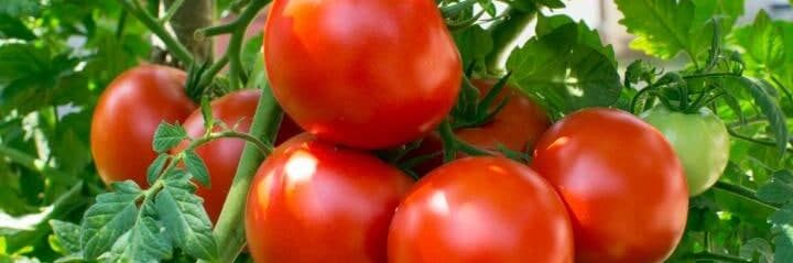 Uzbekistan exported $3.5 million worth of tomatoes in January Uzbekistan exported $3.5 million worth of tomatoes in January
