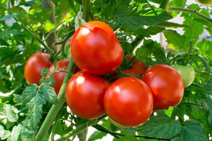 Uzbekistan exported $3.5 million worth of tomatoes in January