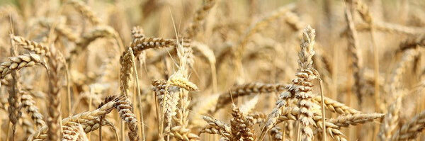 For the grain season, a list of enterprises with a storage capacity of over 4 million tons of grain has been compiled
