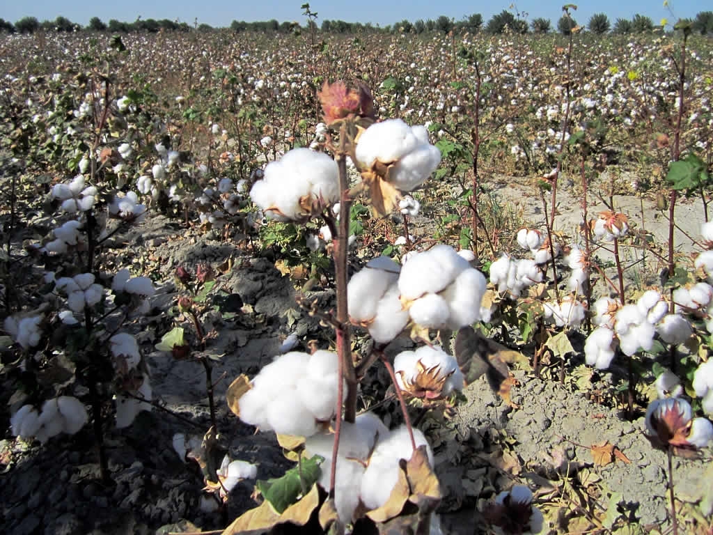 The boycott of Uzbek Cotton is over after 13 years – UZ BANGLA